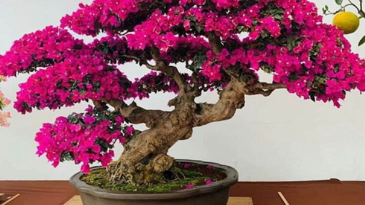 Jardinería: transforma una buganvilla en un precioso bonsai