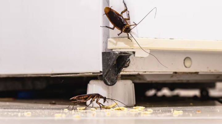 Así es el truco viral para eliminar insectos que todos están probando