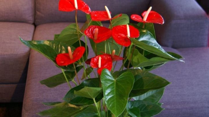 Conoce al anturio rojo, una planta perfecta para armonizar cualquier ambiente