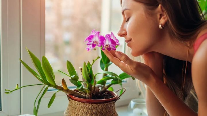 Haz que tu casa huela siempre a flores con estas plantas aromáticas de exterior e interior