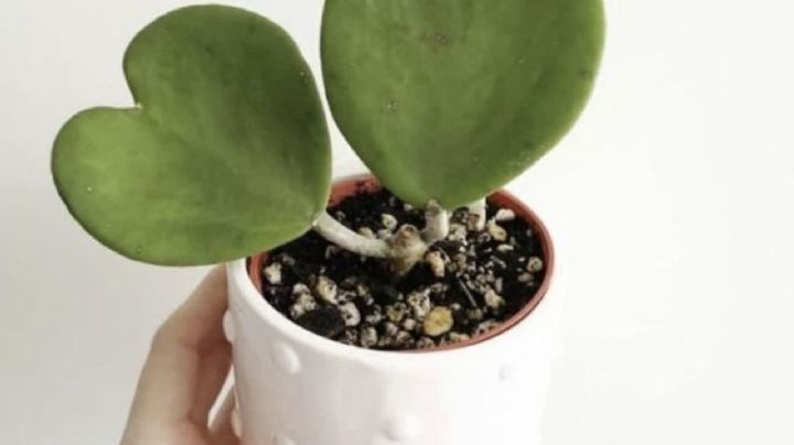 Cactus corazón: la planta suculenta más linda para regalar en San Valentín