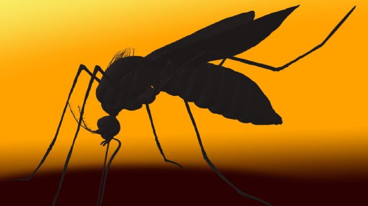 ¿Por qué los mosquitos siempre te pican a ti y no a los demás? La ciencia tiene la respuesta