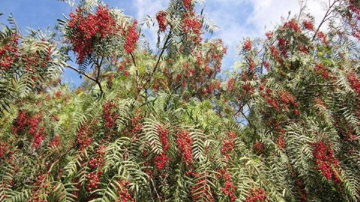 Aguaribay o pirul: características, y propiedades del árbol sagrado de los Incas