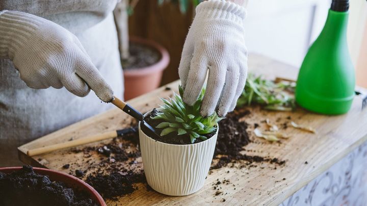 Tips para reconocer si tus suculentas necesitan una maceta más grande