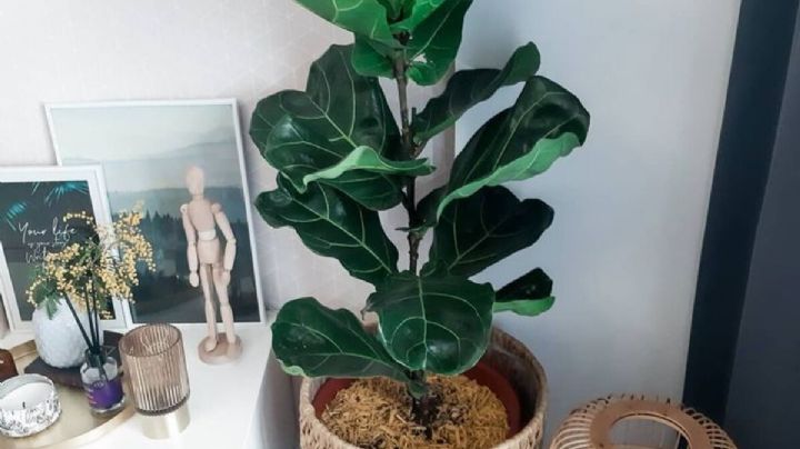 Ficus lyrata: cómo hacer esquejes para que enraicen paso a paso