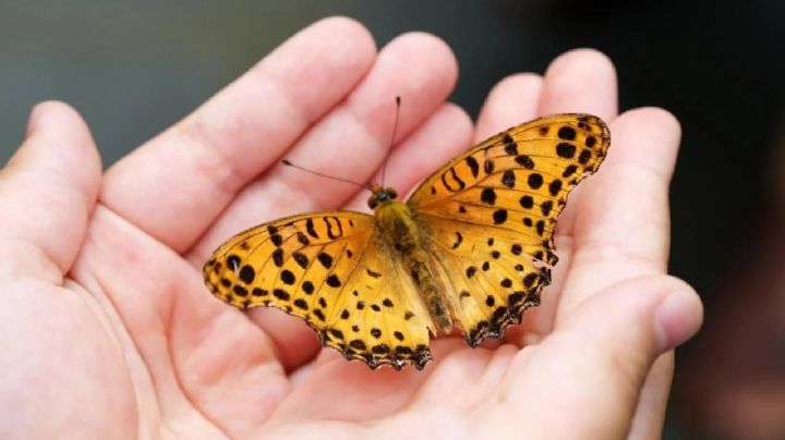 Descubre el mágico significado de la visita de una mariposa a tu hogar