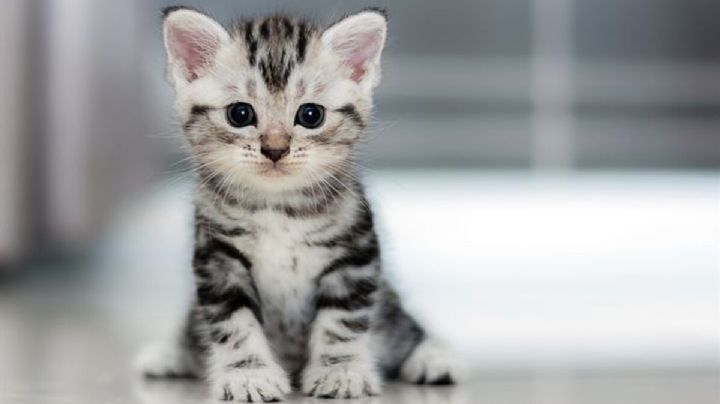 Las 9 razas de gato más pequeñas del mundo