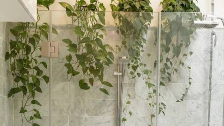 4 plantas que podés colocar en el baño para atraer armonía a la casa