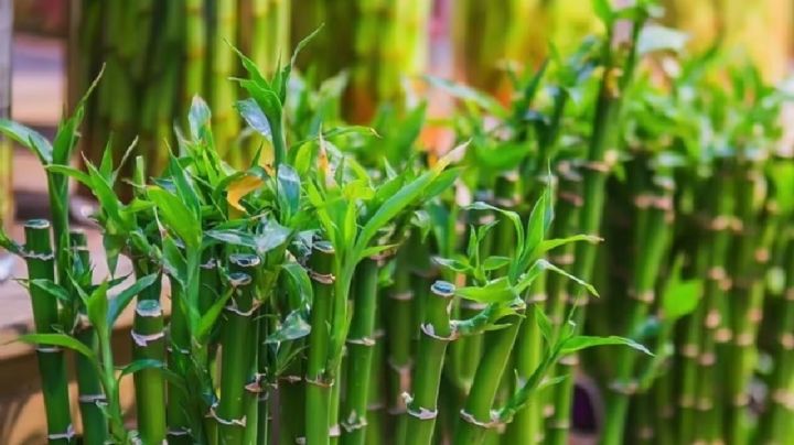 Te contamos cuál es el verdadero significado de regalar una planta de bambú según el Feng Shui