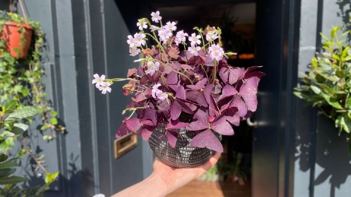 Oxalis triangularis: La planta mariposa fácil de cuidar que llenará de color tu casa