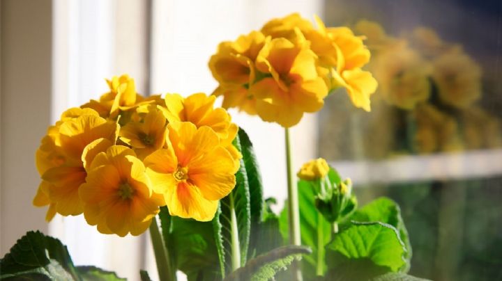 Con desechos de tu cocina puedes preparar un potente abono casero para plantas de interior