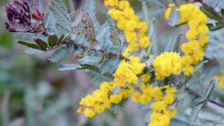 Acacia Baileyana: una planta con delicioso aroma y un hermoso follaje