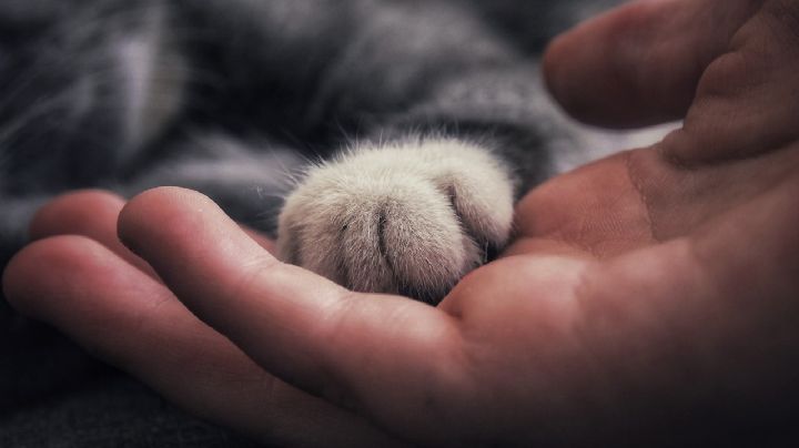 Trucos y sugerencias para ganarse el cariño de un gato