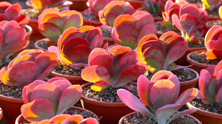 Descubre la fascinante Kalanchoe Luciae, la impresionante planta paleta