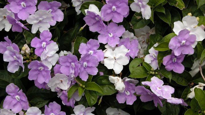 Brunfelsia: La planta mágica que te sorprende con sus flores púrpuras, lavandas y blancas