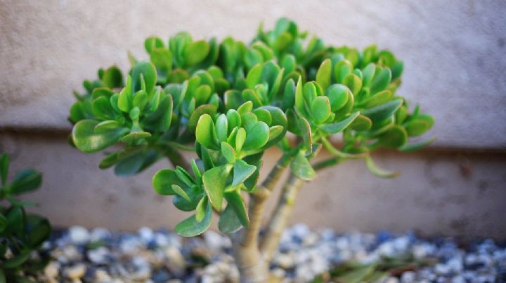 Crassula Ovata: Activa los poderes de tu suculenta según el Feng Shui