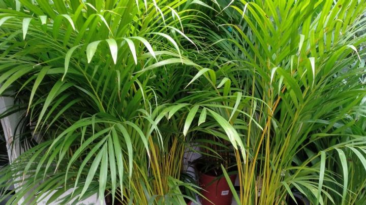 Dypsis Lutescens: Una planta de fácil cuidado y alto valor ornamental