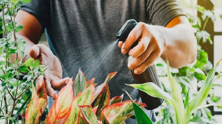 Tus plantas crecerán sanas y fuertes con este fertilizante a base de aloe vera