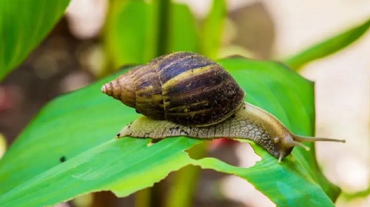 Dile adiós a los caracoles y salva tus plantas con estos trucos