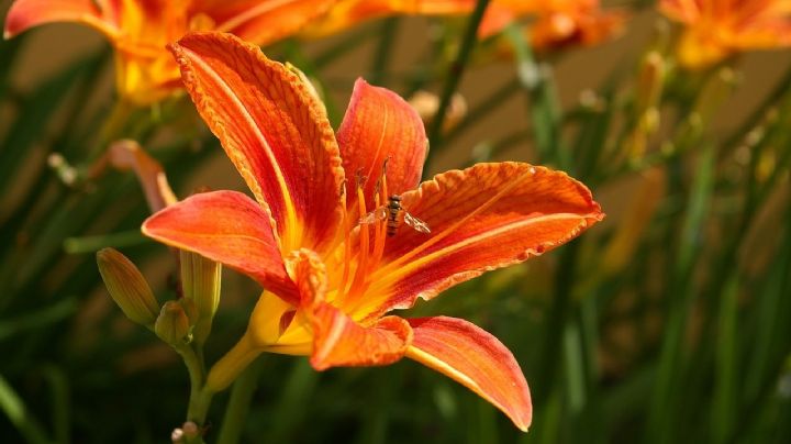 Plantas: Aprende a cultivar y cuidar tus preciadas Azucenas