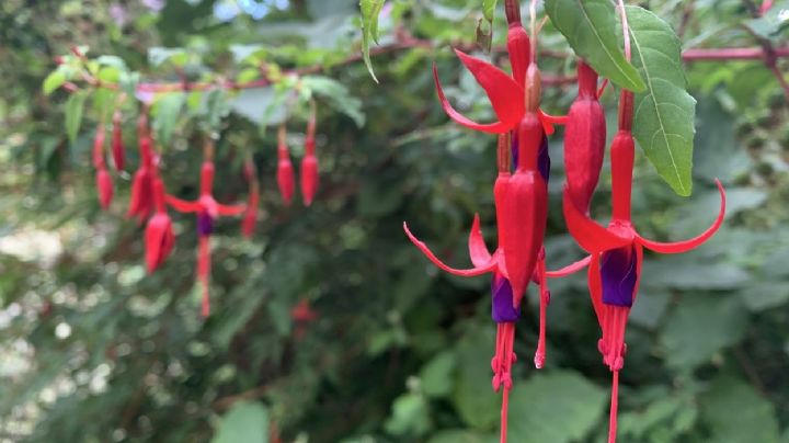 Fucsia magellanica: Una planta que deslumbra con sus flores y favorece la polinización