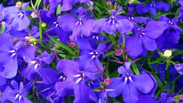 Lobelia Erinus: Una bella planta con flores azules que llenará de vida tu jardín