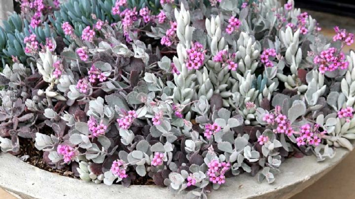 Atrae colibríes a tu jardín con la exuberante suculenta Kalanchoe Pumila