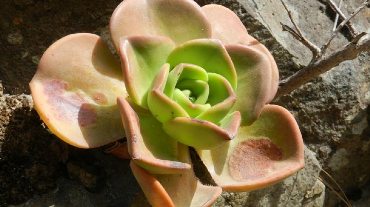 Aeonium Nobile: Descubre la belleza de una suculenta con flores rojas espectaculares