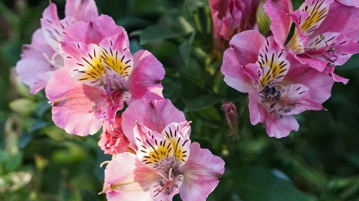 Alstroemerias: la planta ideal para llenar tu jardín de hermosas y vistosas flores