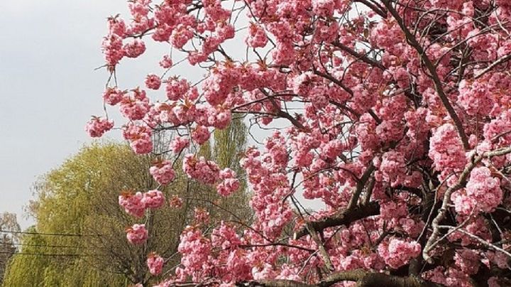 Sakura Péndulo: Características y cuidados de la majestuosa planta de cerezo