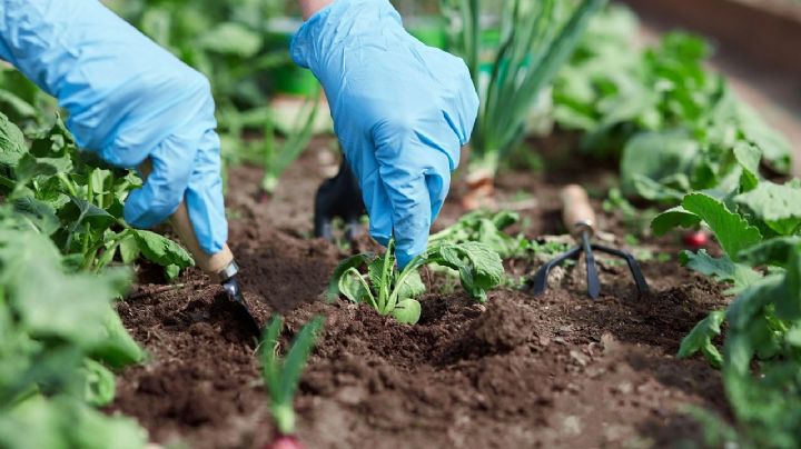 Plantas de octubre: Te contamos qué sembrar en tu huerto este mes