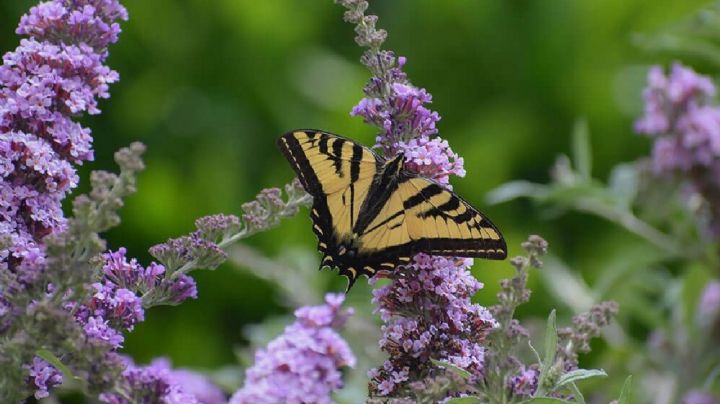 Descubre la mágica planta Buddleja davidii, el arbusto de las mariposas