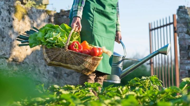 ¡Toma nota! Estas son las plantas que deberías sembrar en tu huerta urbana en noviembre