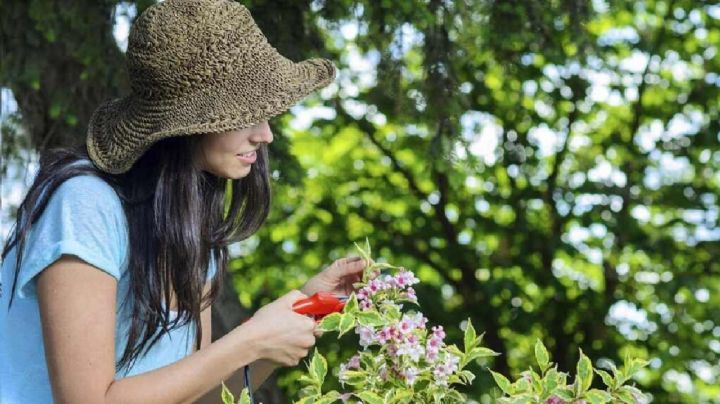 3 plantas que nunca debes podar al inicio de la primavera