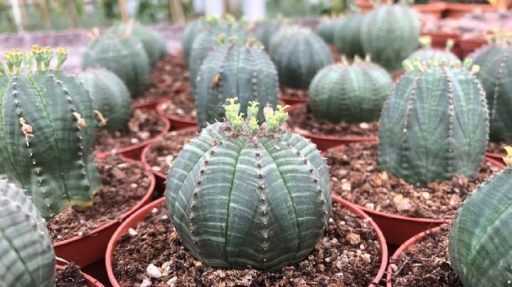 Euphorbia obesa: Una hermosa suculenta enana que deslumbra con su particular forma