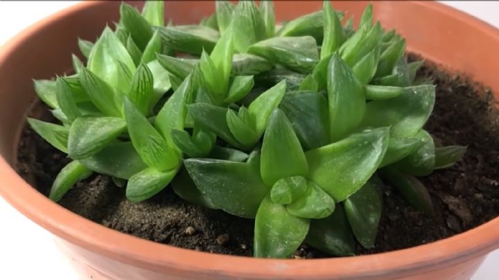 Haworthia cymbiformis: Características y cuidados de una curiosa suculenta de hojas perennes