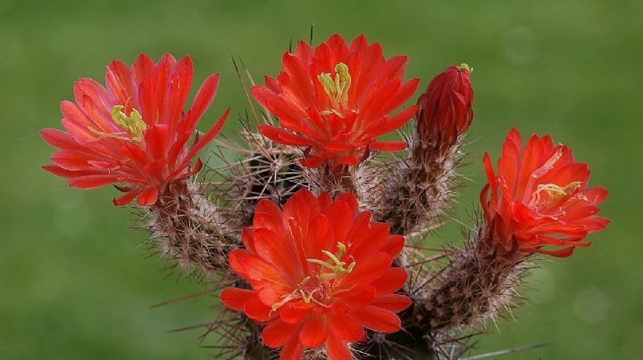 Echinocereus coccineus: el cactus de vistosa floración que vas a querer tener en tu colección