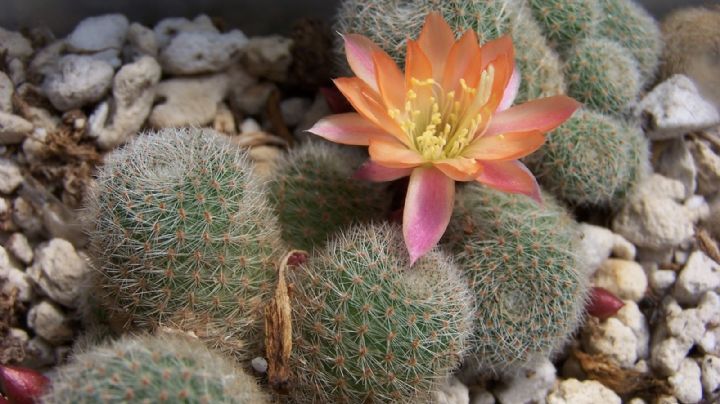 Rebutia Sunrise: Características y cuidados de un cactus de espectacular floración