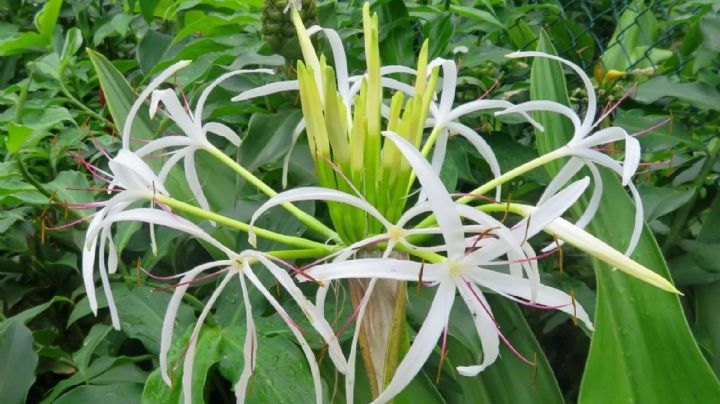 Crinum asiaticum: una planta que querrás tener en tu jardín