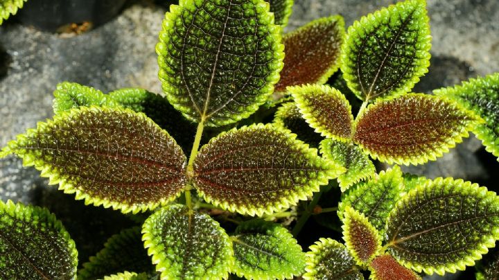 Pilea involucrata: guía de cuidados para que la planta de la amistad luzca maravillosa