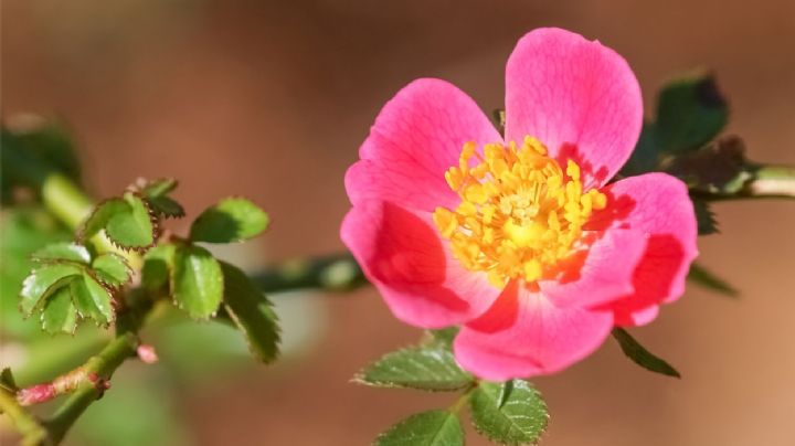 Rosa Mosqueta: Todo lo que necesitas saber sobre la planta de la juventud