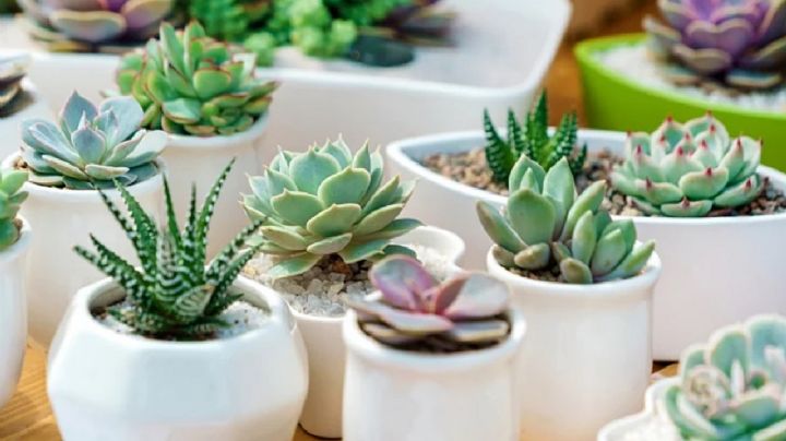 Plantas: Las 3 suculentas mágicas que llenarán tu hogar de riqueza, según el Feng Shui