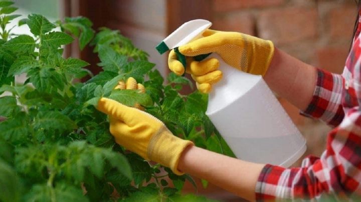 Prepara un abono orgánico para el crecimiento y floración de tus plantas con un solo ingrediente