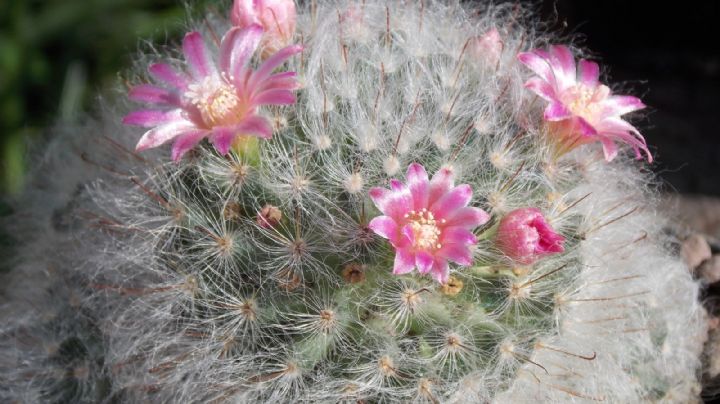 Mammillaria bocasana: Un cactus verde azulado con espinas sedosas y flores vibrantes