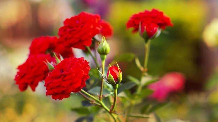 Transforma tu jardín en un espectáculo con estas plantas de flores rojas