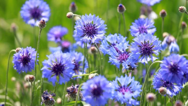 Centaurea cyanus: La flor azul que cura, aromatiza y decora