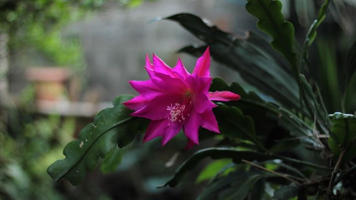 Disocactus biformis: Una suculenta perenne de singular belleza y cuidados poco exigentes