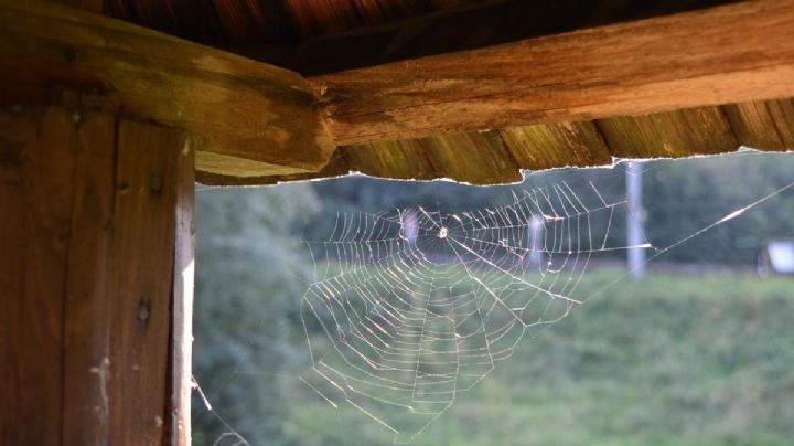 El truco de limpieza para conseguir una casa libre de telarañas