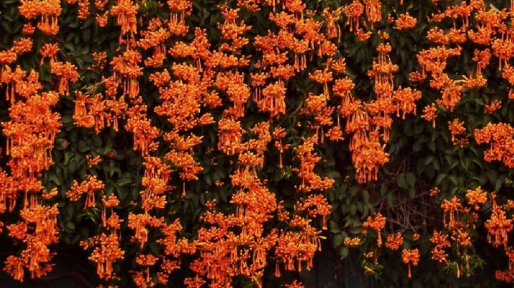 Transforma tu jardín con la planta que florece y perfuma durante todo el año