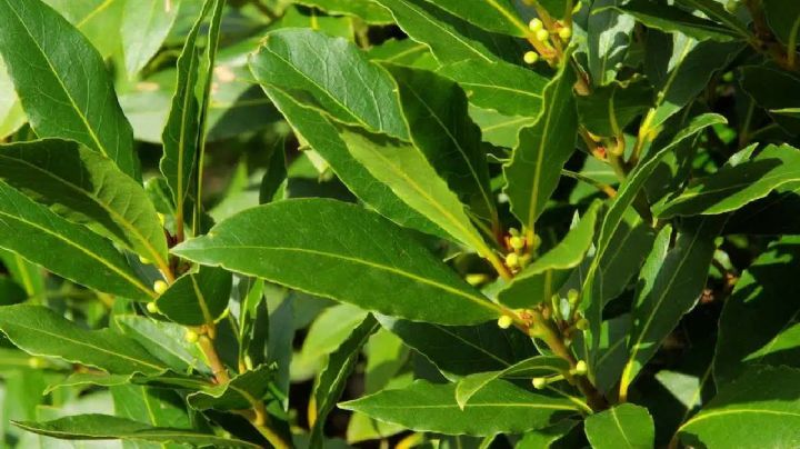 Planta laurel en tu jardín antes que llegue el verano y descubre sus increíbles beneficios